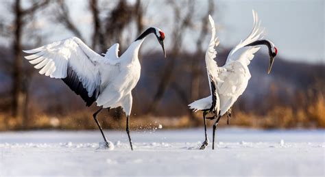 Crane Symbolism: 20 Spiritual Meanings Of Crane