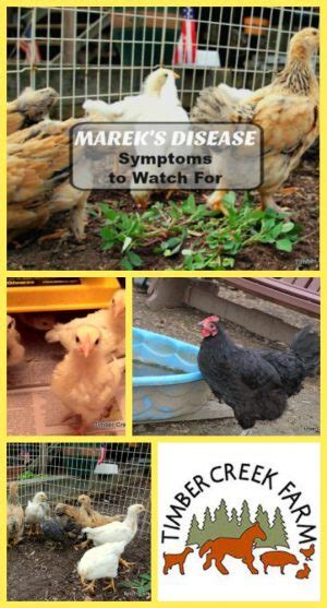 Marek's Disease Symptoms to Watch For - Timber Creek Farm