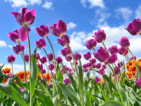 Flowering Tulips in Spring | Spring tulips, Spring pictures, Tulips