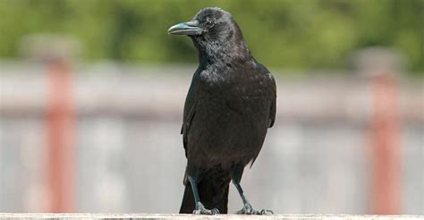 How to Get A Pet Raven? Are Ravens Too Expensive? - The Worlds Rarest Birds