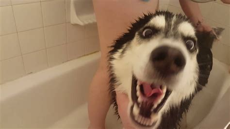 Pin by Husky Siberian on Bathing | Siberian husky, Husky, Dogs