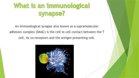 Immunological synapse