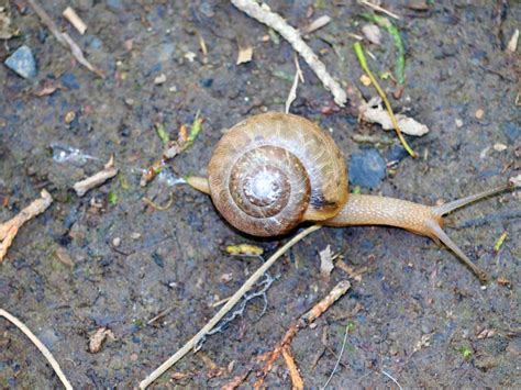 Marvelous Mucus: The Little-Known World of Land Snails | Finger Lakes Land Trust