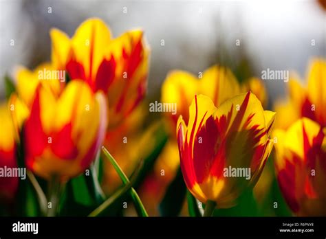 Sea of flowers Stock Photo - Alamy