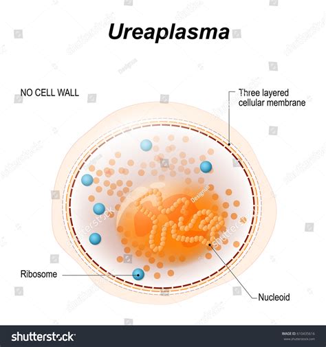 Ureaplasma Bacterium Causative Agent Sexually Transmitted Stock-vektor (royaltyfri) 610435616 ...