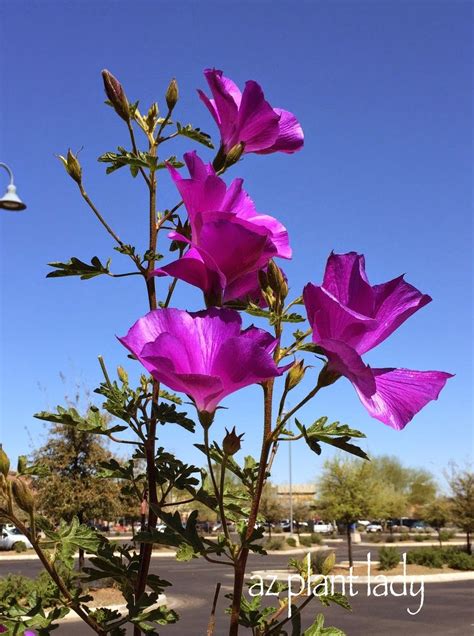 RAMBLINGS FROM A DESERT GARDEN....: Fuss-Free Purple-Flowering Beauty | Drought resistant plants ...