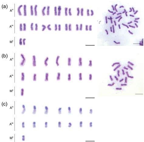 Mitotic karyotypes of Melitoma segmentaria . a Giemsa staining (female)... | Download Scientific ...