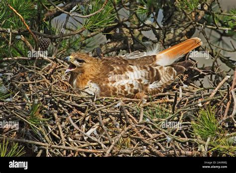 red-tailed hawk nesting Stock Photo - Alamy