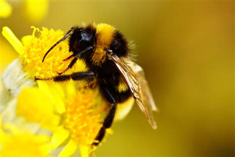 Macro shot photography of bee on yellow flower, bumblebee HD wallpaper ...