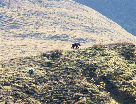 Denali Wildlife | Trails Unblazed