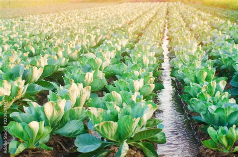 watering of agricultural crops, countryside, natural watering, village, irrigation. cabbage ...