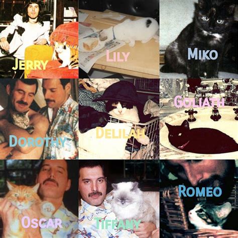 Freddie Mercury Cats Names - ismalaow