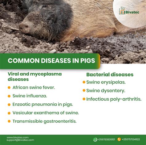 Don't Miss: The Top Signs of Common Pig Diseases