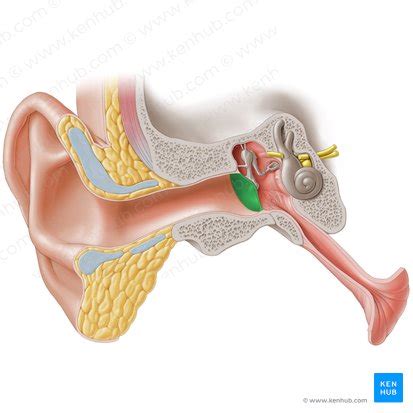 Tympanic membrane: anatomy, structure and function. | Kenhub