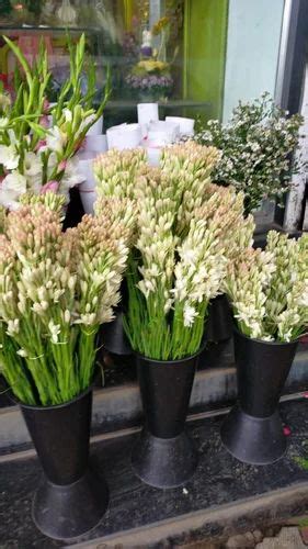 Bouquet Packing White Fresh Nishigandha Flower at Rs 20/piece in Pune