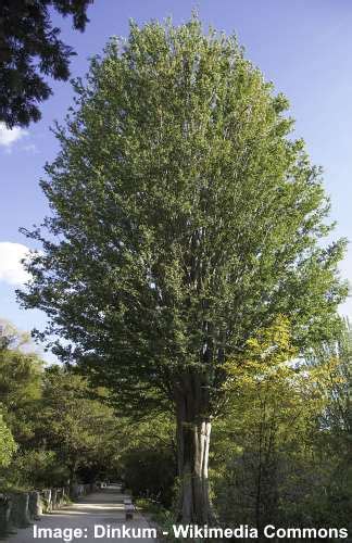 Zelkova Trees: Types, Leaves, Bark (Pictures) – Identification