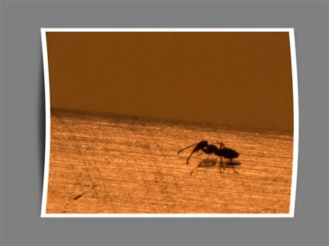 Natural Ant Control: Home Remedies That Really Work - HubPages