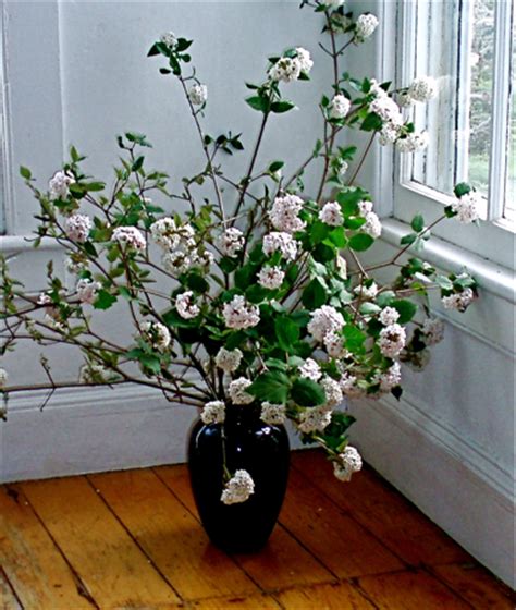 Eric’s Pet Plant: Fragrant Viburnum (Viburnum carlesii) ‘Aurora ...