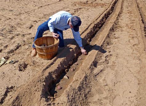 Garden Guidance - Potatoes - Centex Cooks