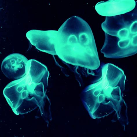 Bioluminescence - Now Visible Outside of the Body | Cell And Molecular ...