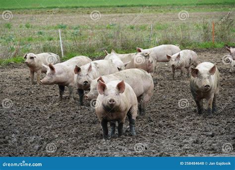 Small Scale Pig Farm with Adult Animals Kept Free. Stock Photo - Image ...