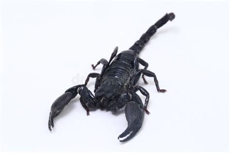 Black Asian Forest Scorpion Heterometrus Poisonous Insects Can Be Found ...