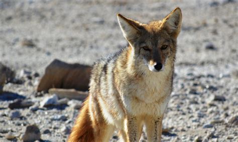 Coyote Control - High Desert Wildlife Control