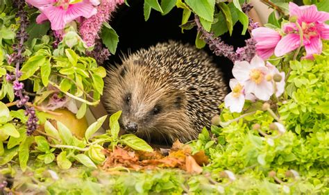 Bespoke advice to help garden hedgehogs - The English Garden