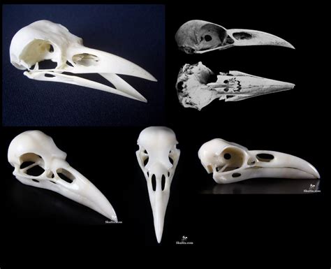 four different views of the same animal's skull, including one with long beaks