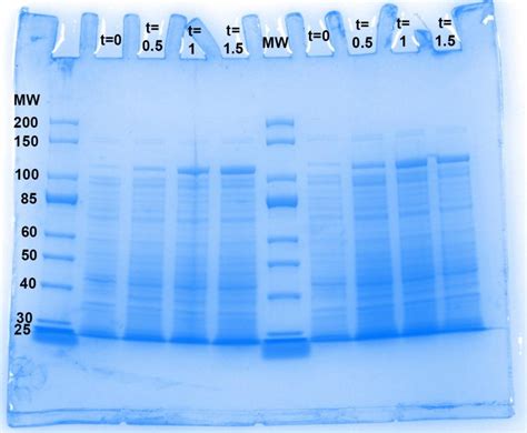 Solved SDS-PAGE Data Analysis & Discussion Questions Part | Chegg.com