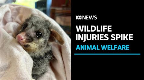 Wildlife injuries have jumped 50%, here's what you can do to help an ...