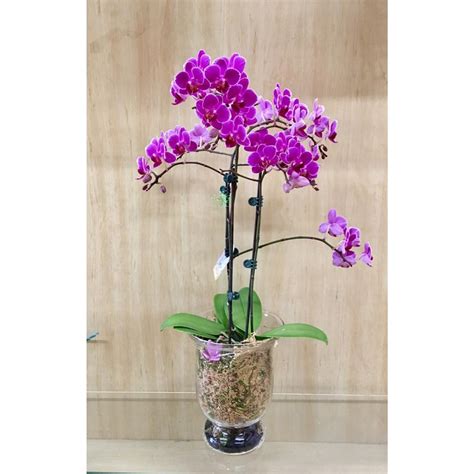 Large orchid double stems Port Melbourne Flowers