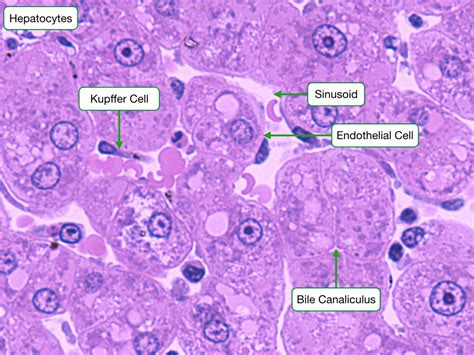 Histology Of Digestive Organs Lab