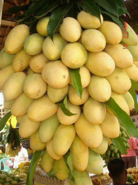 27 best Fruits from the Philippine images on Pinterest | Exotic fruit, Tropical fruits and ...