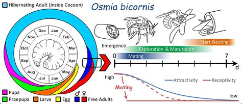 Mason Bee Edu Educator Modules - LIFE CYCLE, DEVELOPMENT, AND REPRODUC