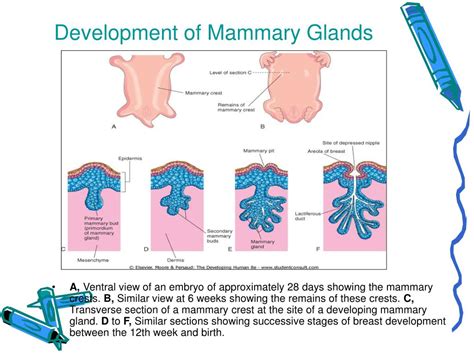 PPT - Mammary Gland PowerPoint Presentation, free download - ID:643207