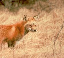 Sierra Nevada Red Fox - Pacific Forest Trust