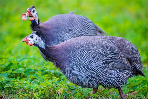 Gardening with Guinea Fowl - Backyard Poultry