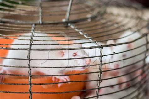 Small white mice in a cage on sale for eating at an exotic market : Anipixels