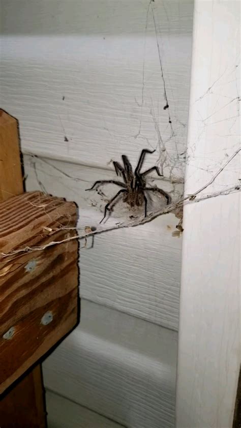 update from previous post, it caught a moth. : r/spiders