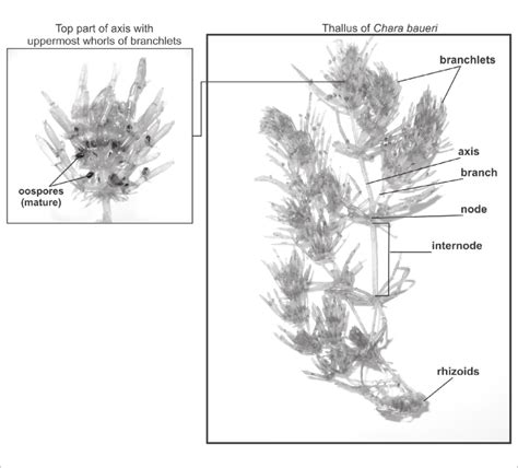 Morphological structure of charophytes, main features. | Download Scientific Diagram