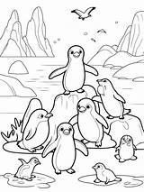 Penguin coloring Pages free That Kids Love  Coloringpagesforkidsnet sketch template