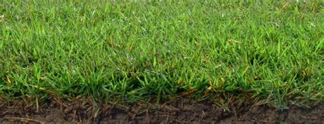 Zoysia Sod - Buy Zoysia Sod Online - Zoysia Sod Installation