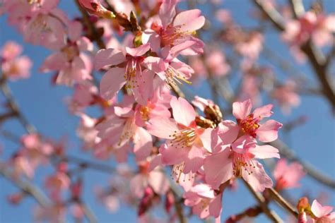 Flowering Cherry Trees | Fairview Garden Center | Raleigh NC