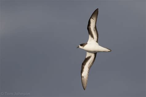 Bermuda Petrel – birdfinding.info