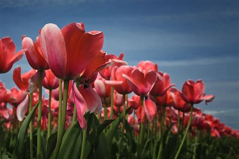 Tulip Apricot Impression Photograph by Steven Pavlov - Pixels