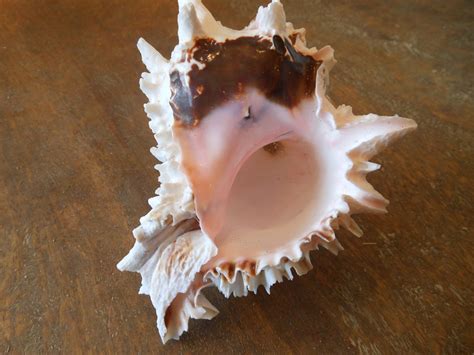 Beach Decor Murex Shell Large Murex Shell Coastal Home - Etsy