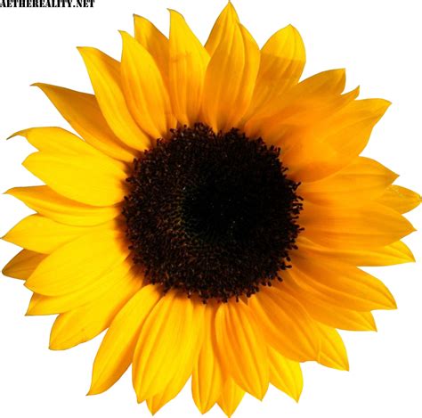 Common sunflower Image Sticker Clip art - flower png download - 1000* ...