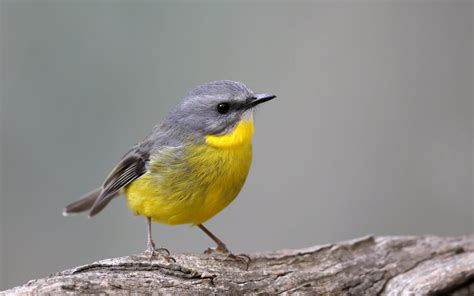 Eastern Yellow Robin | Tanya Loos