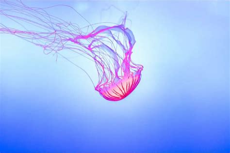 Spiritual Meaning Of Jellyfish: Symbolism & Jellyfish Dream Meaning Explained - Spirit of Sapphire